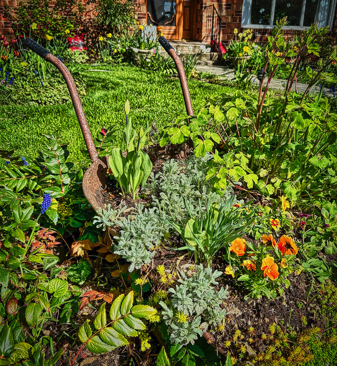 wheelbarrow planter