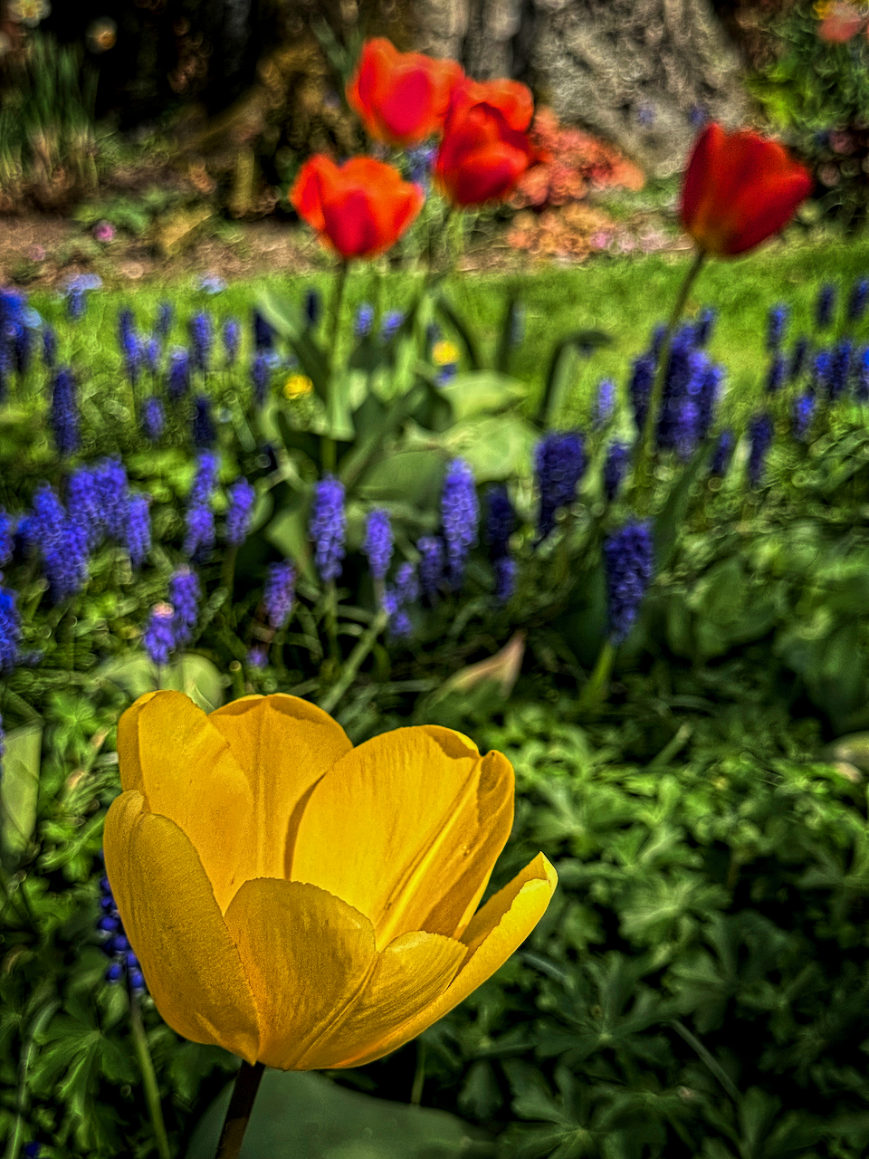 yellow tulip