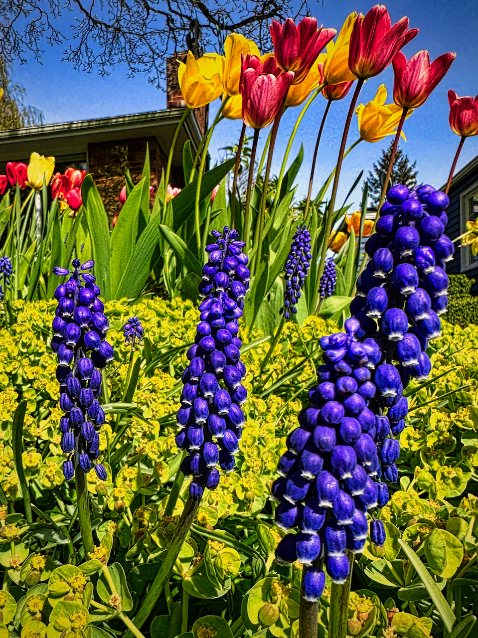 Muscari and tulips