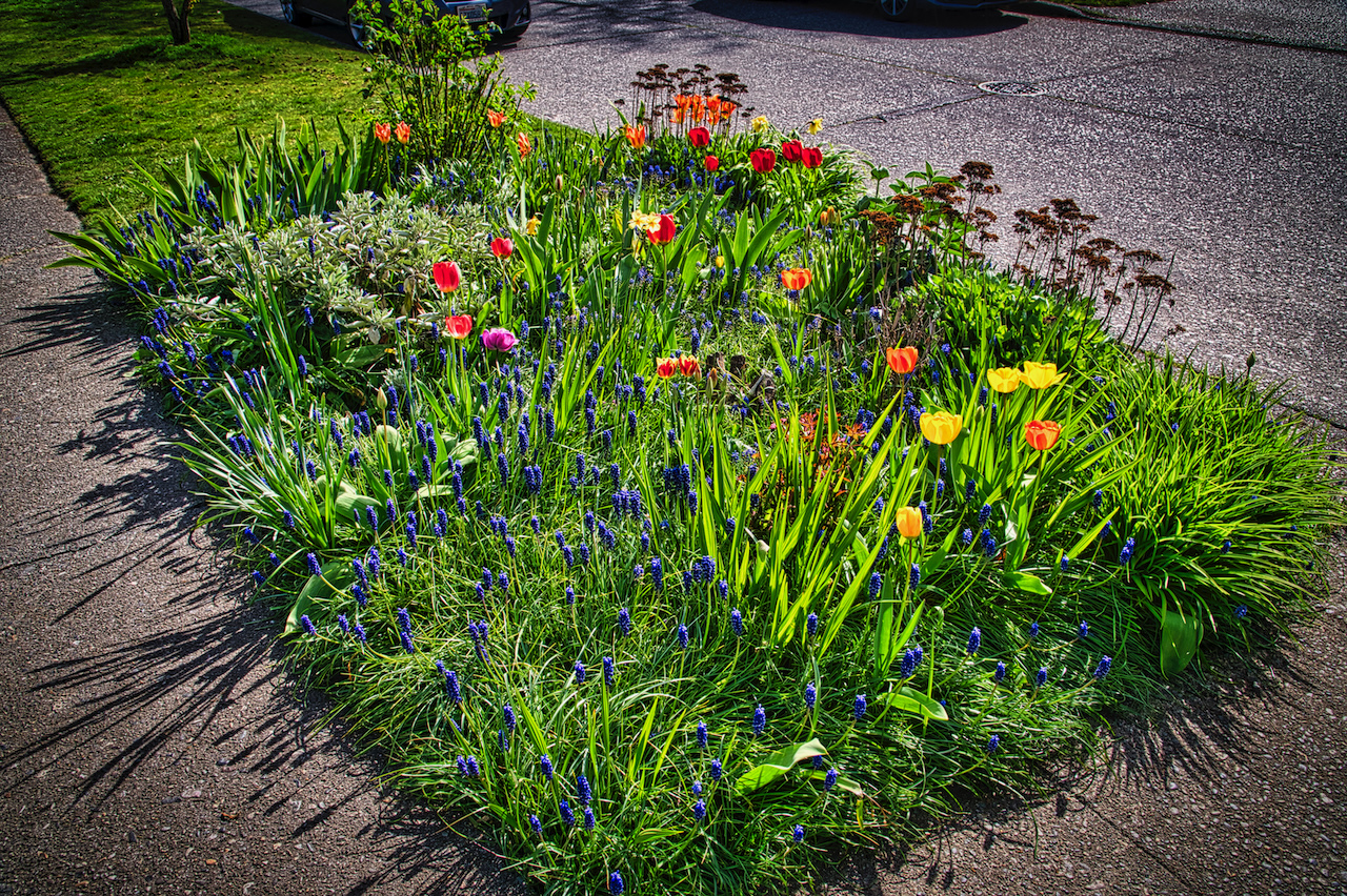 parking strip garden