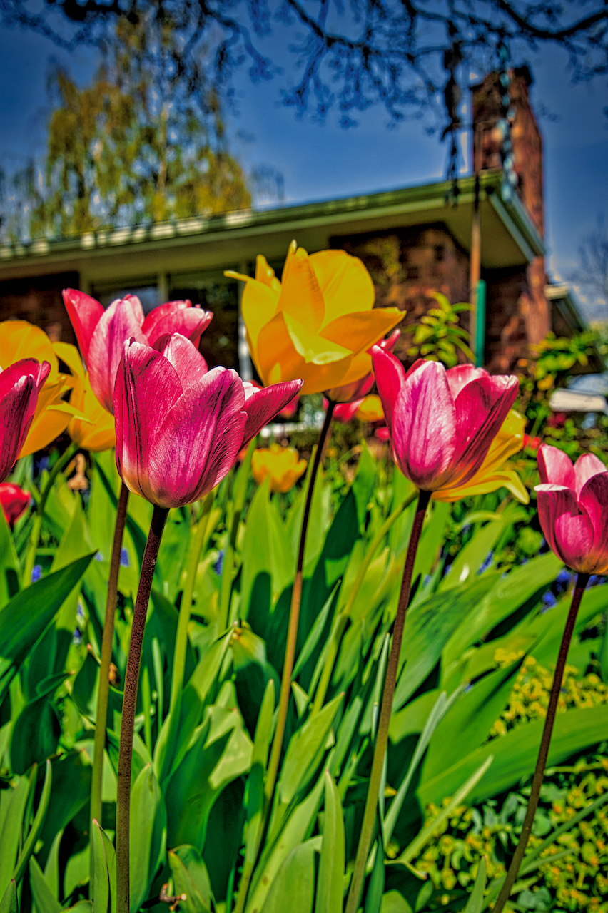 tulips
