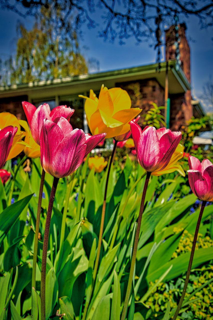 tulips