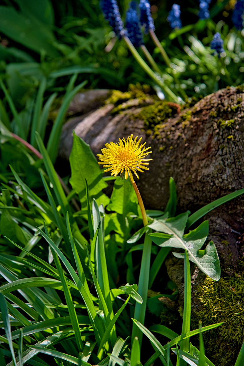 Dandelion