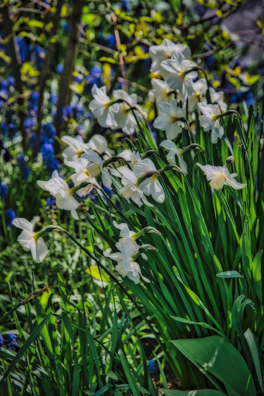 white flowers