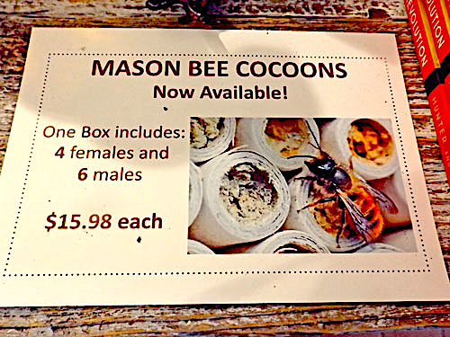 mason bee cocoons