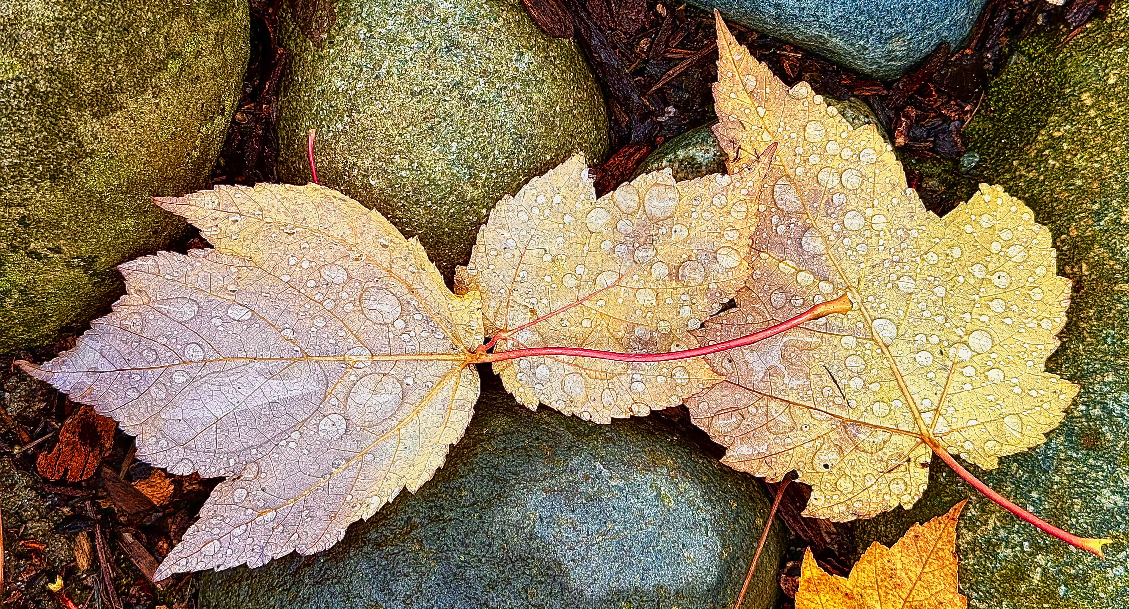 leaves