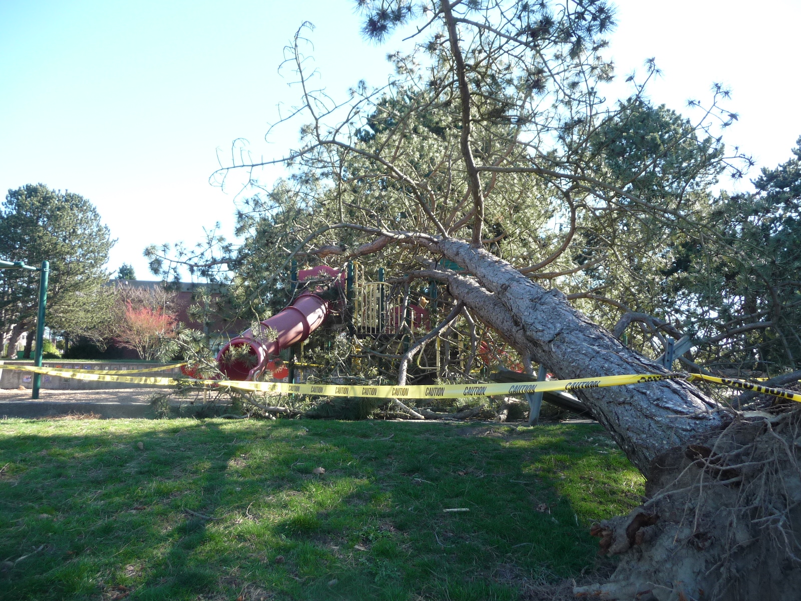 daylight shot of tree on playground