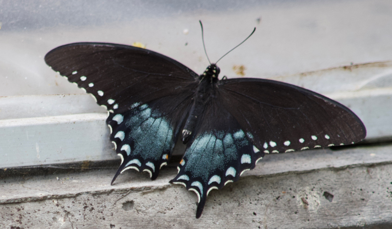 Spicebush Swallowtail