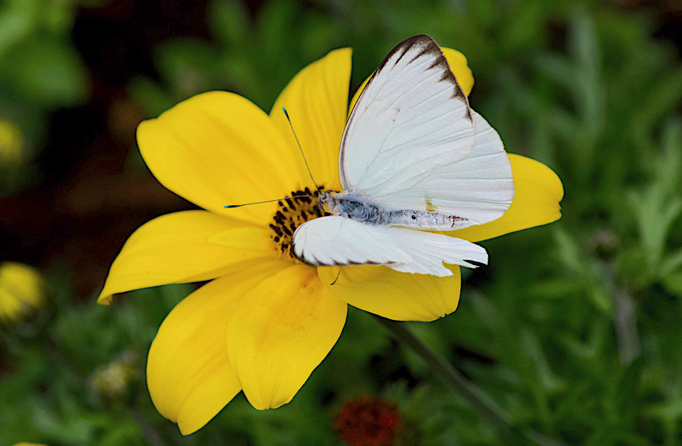 Great Southern White