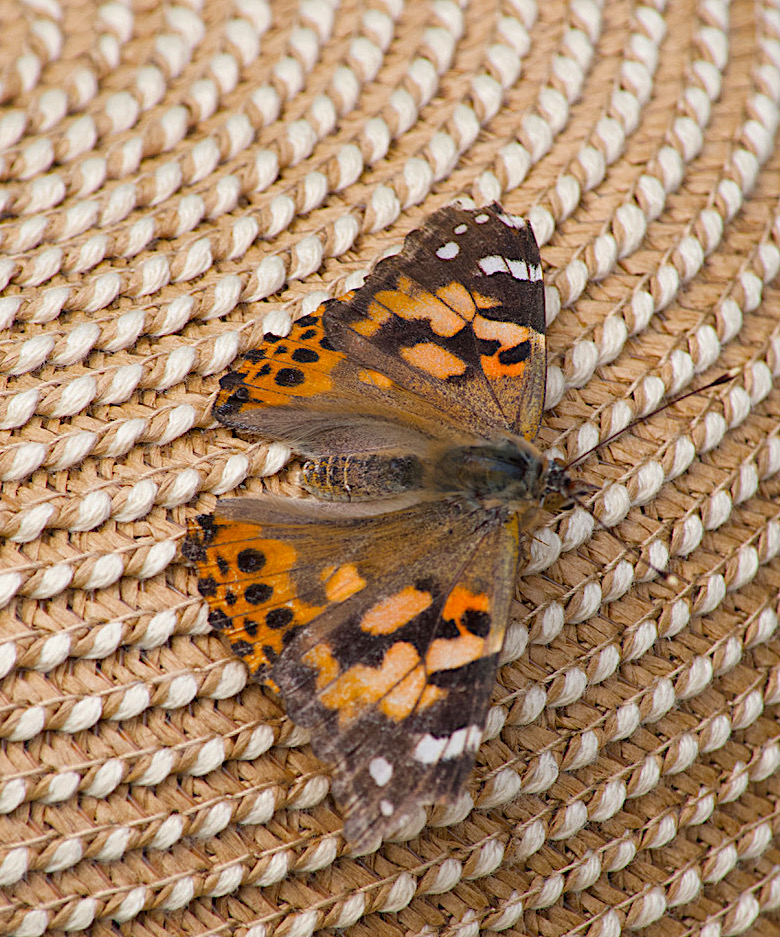 butterfly on hat