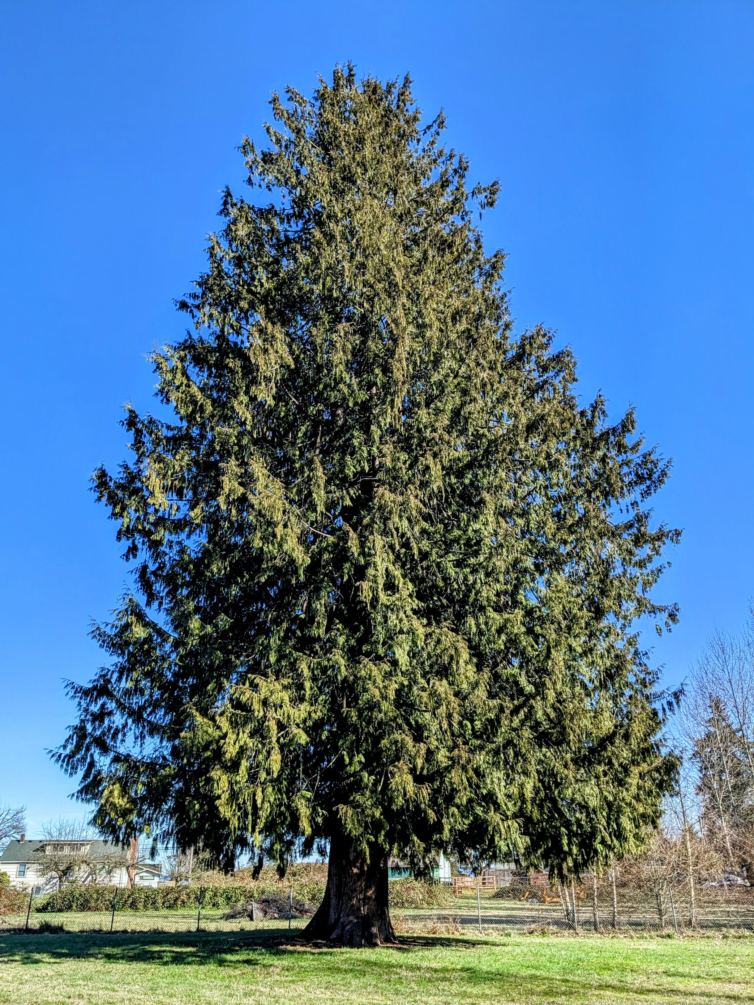 douglas fir