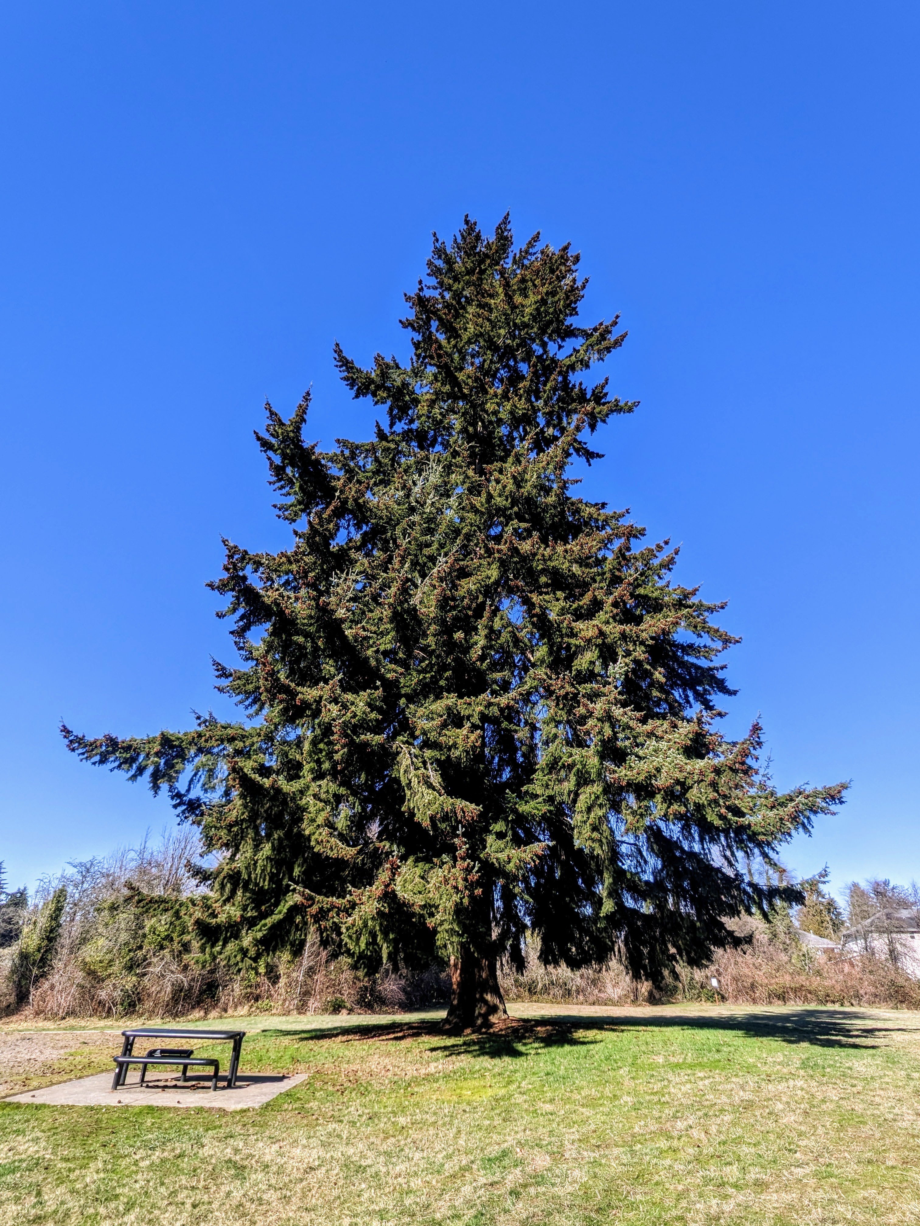 douglas fir at Hilltop Park