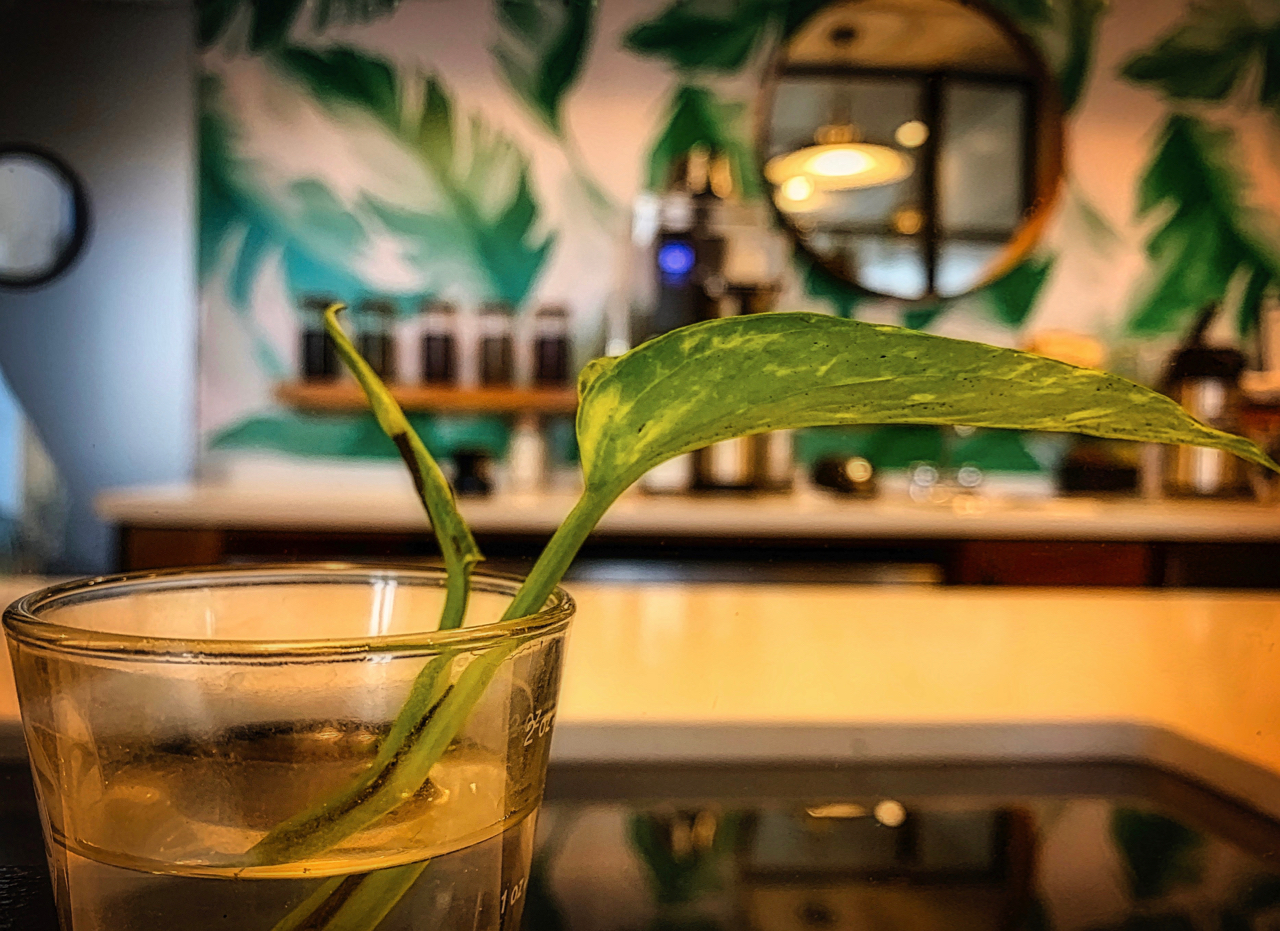 a leaf start in a glass at RealFine Coffee