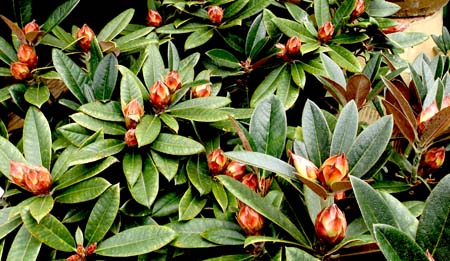 Rhodie Buds