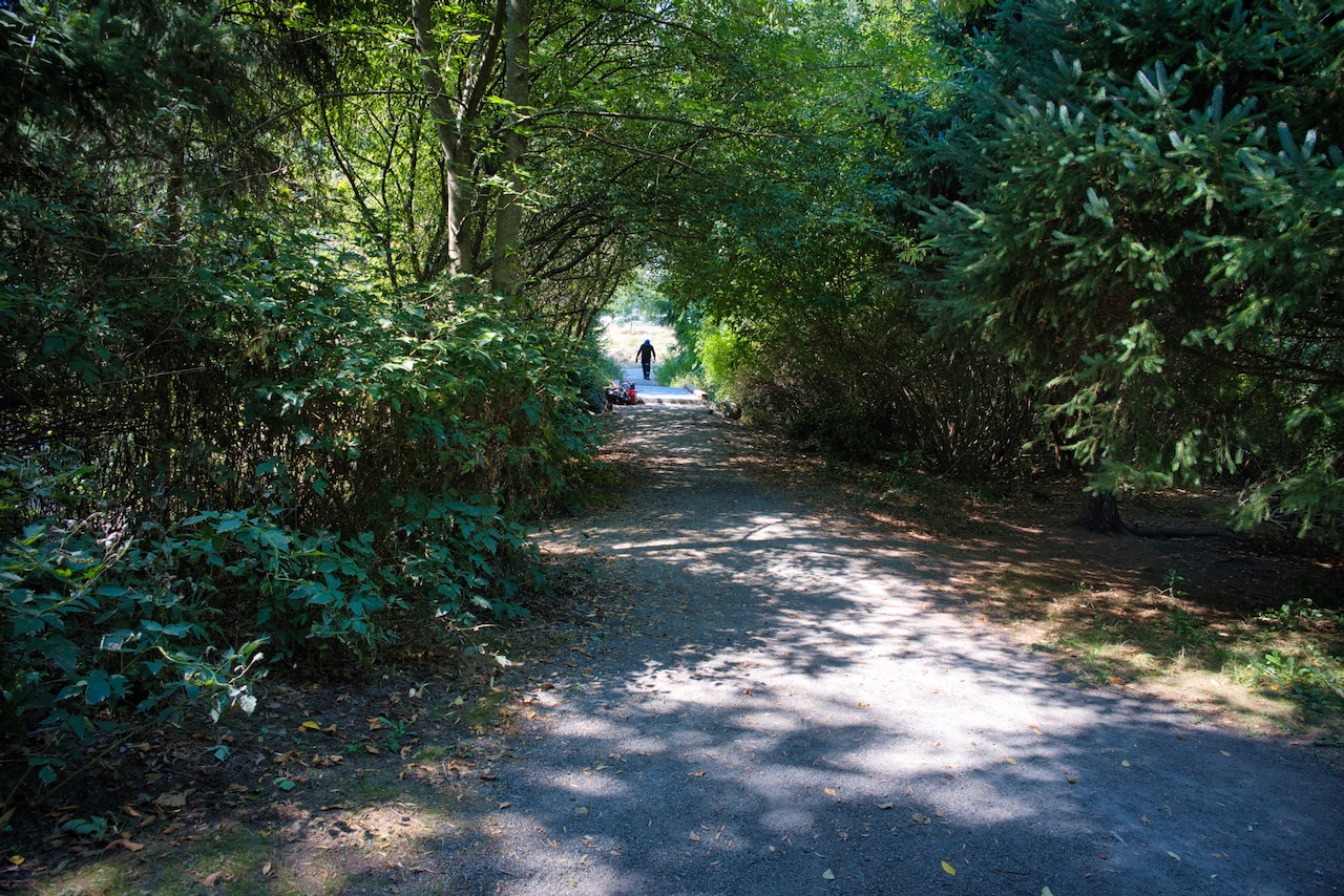 Dense vegetation