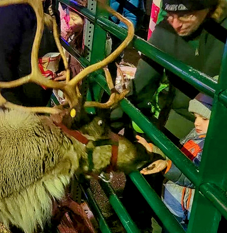 feeding reindeer