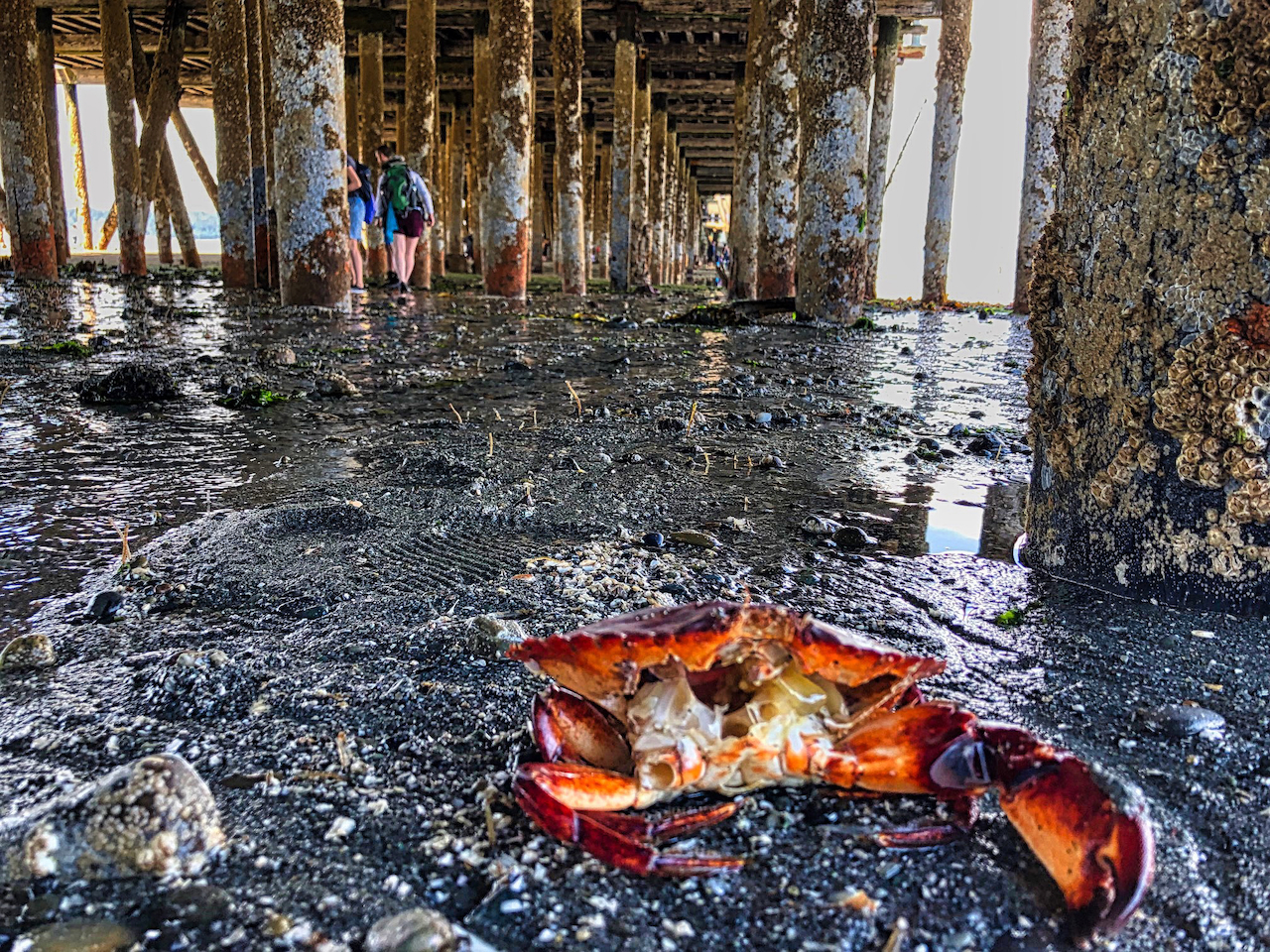 under the pier