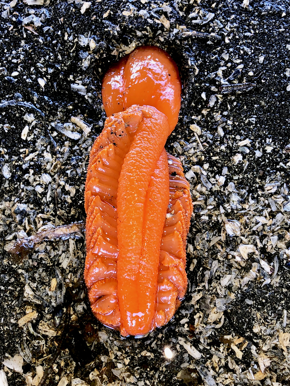 Sea pen