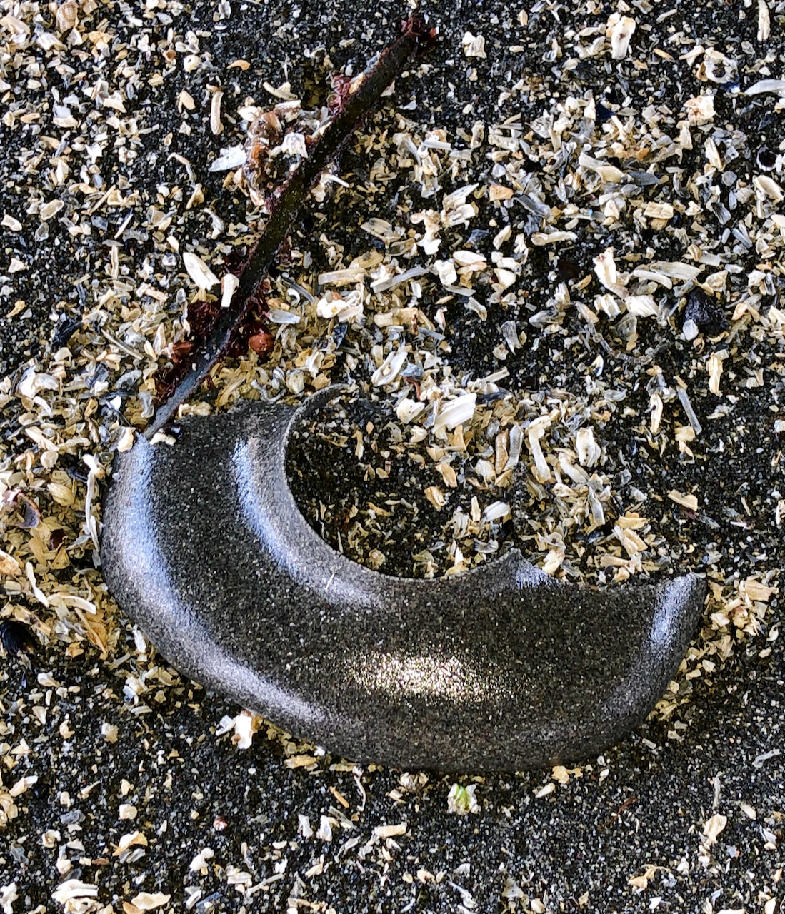 moon snail egg casing