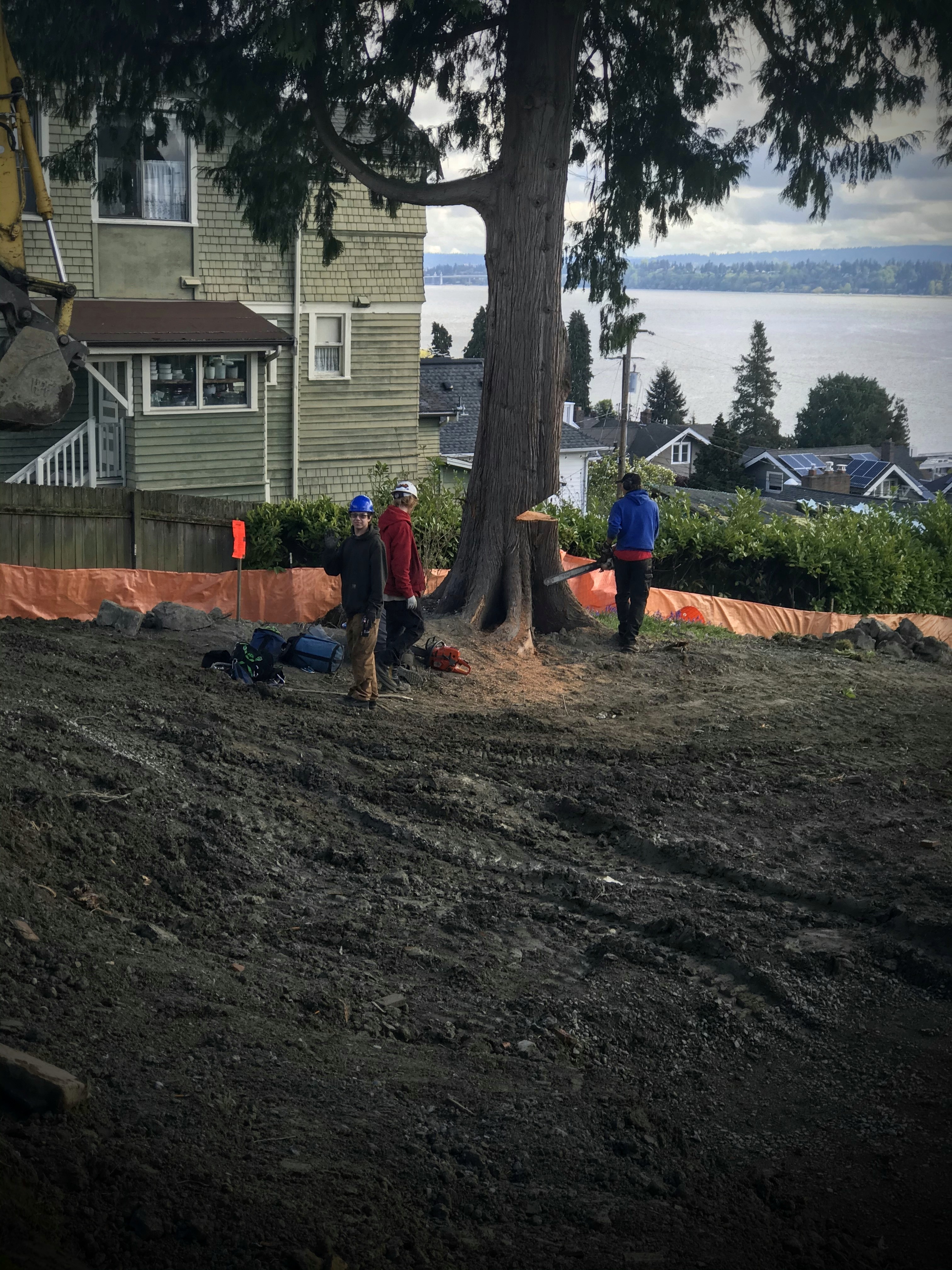 tree being cut