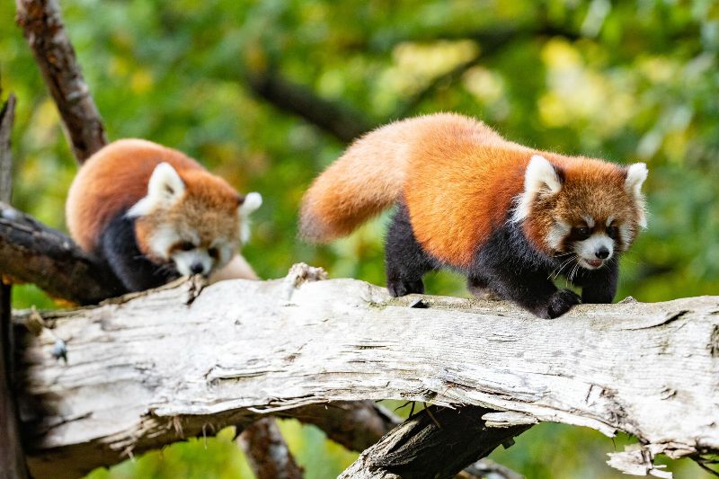 tree pandas