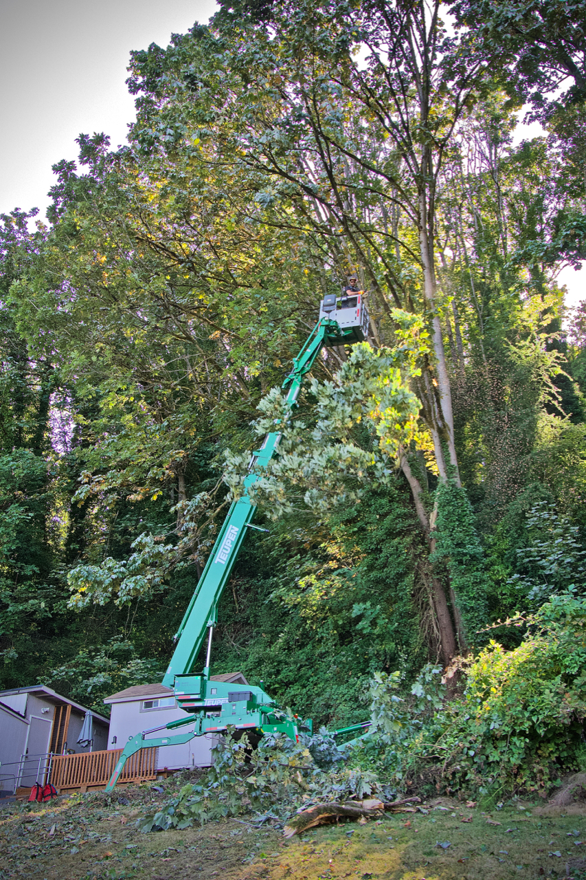 Tree prune