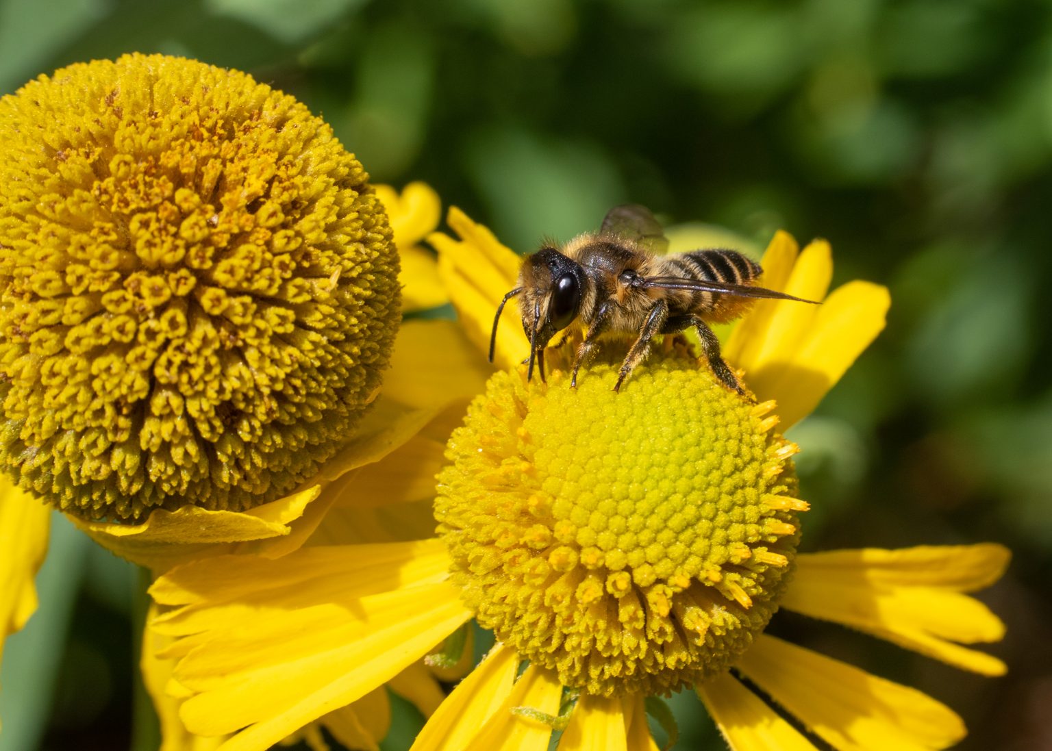 bee on flower