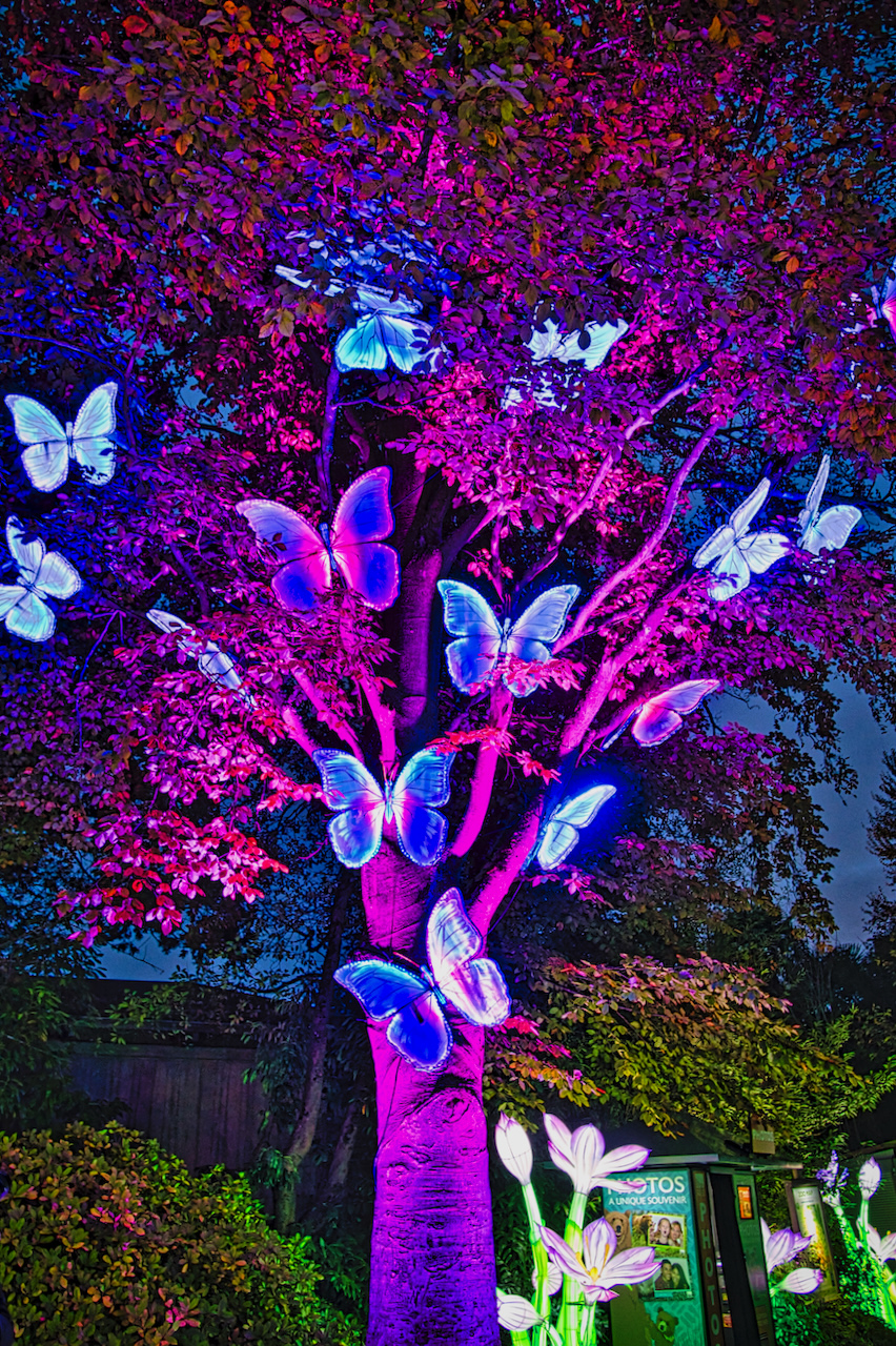 butterfly tree