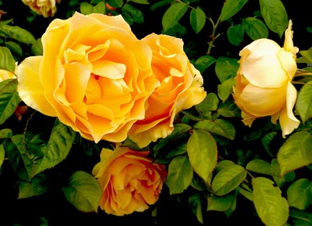 yellow roses