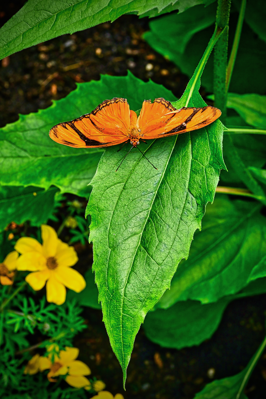 orange butterfly