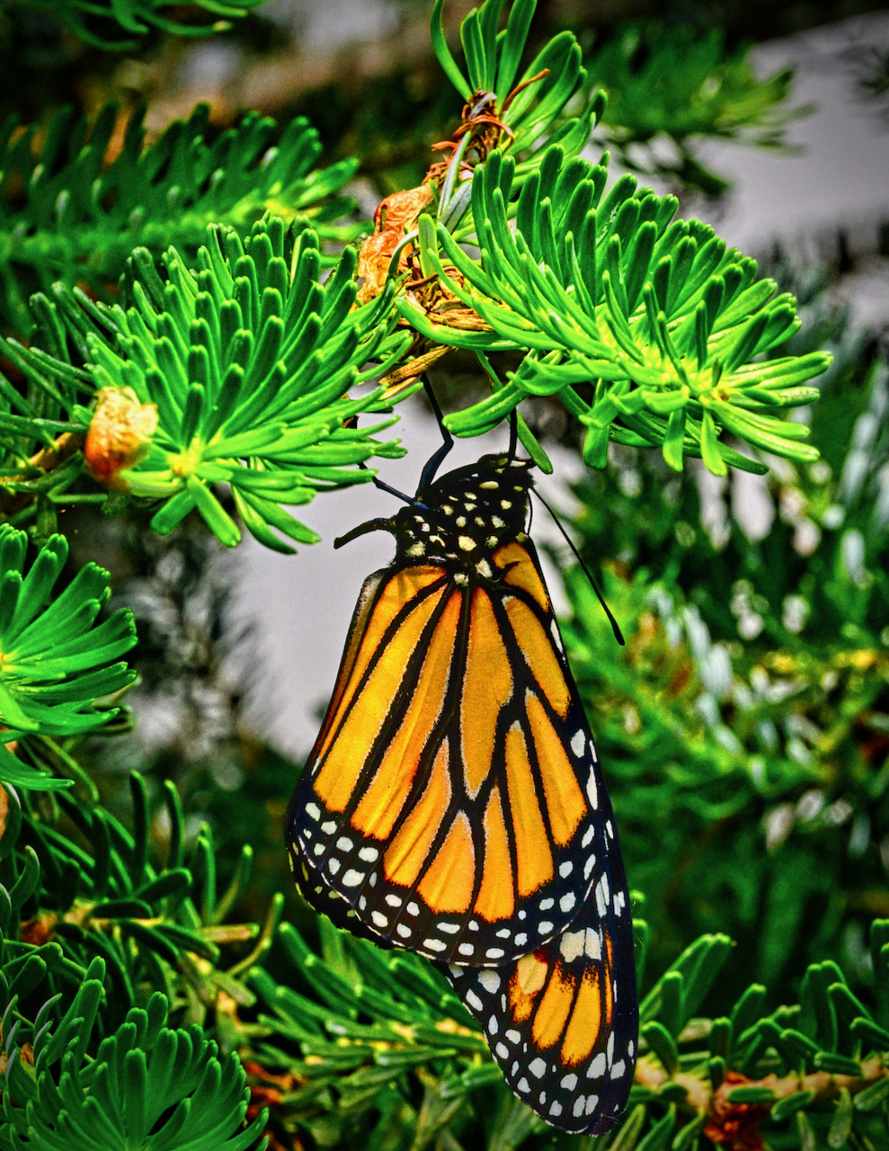 Monarch drying