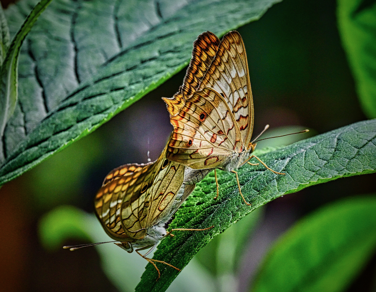 mating