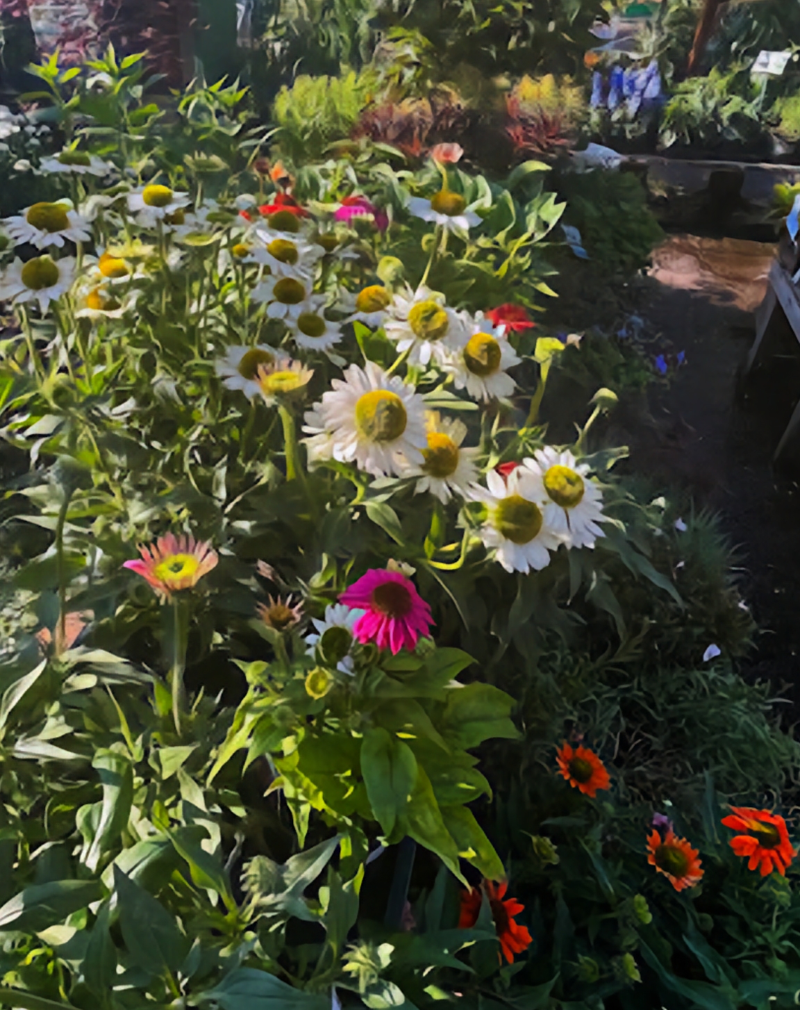 cornflowers