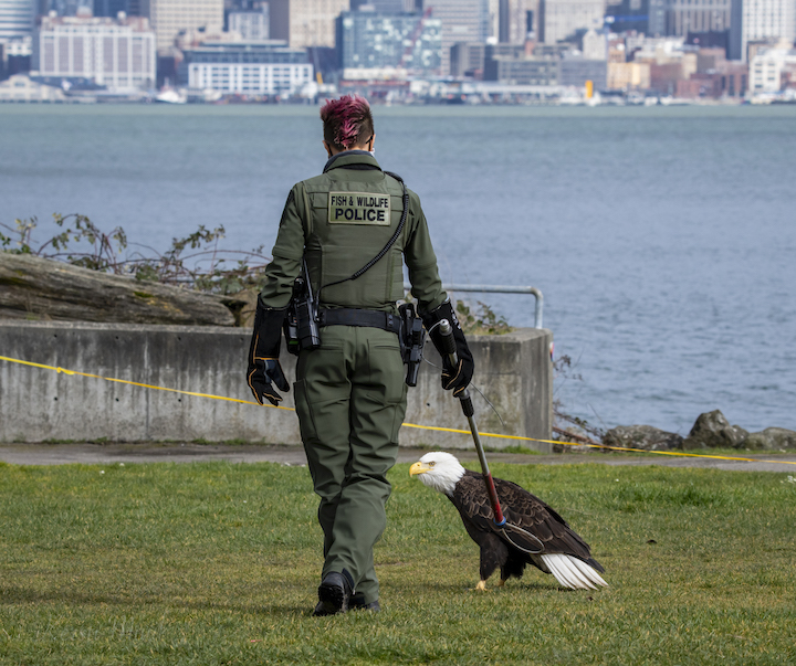 WDFW eagle rescue