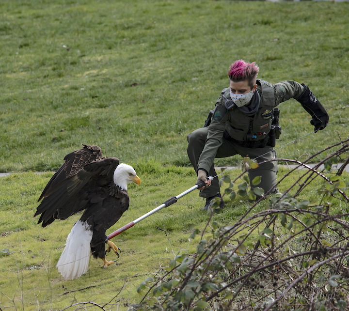 eagle capture