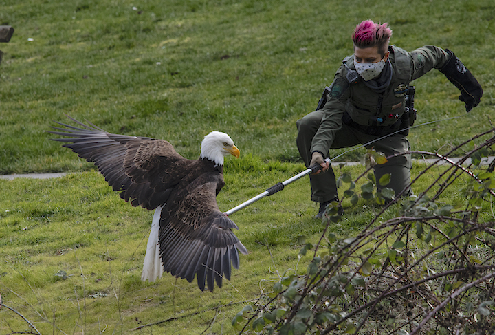 capture of eagle