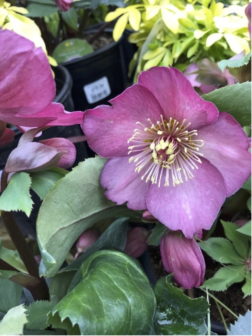 hellebore