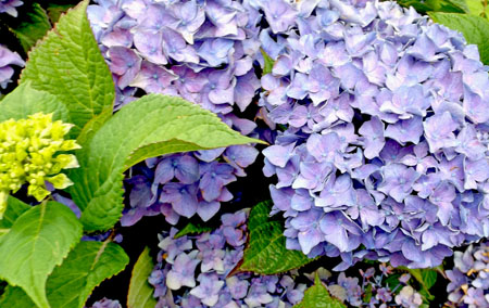 hydrangeas