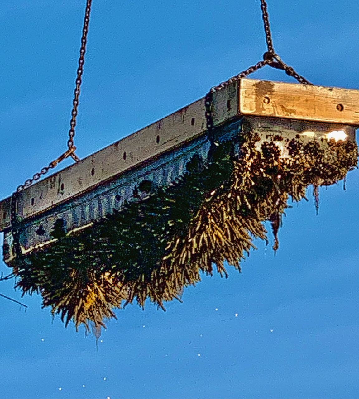 seaweed under the float