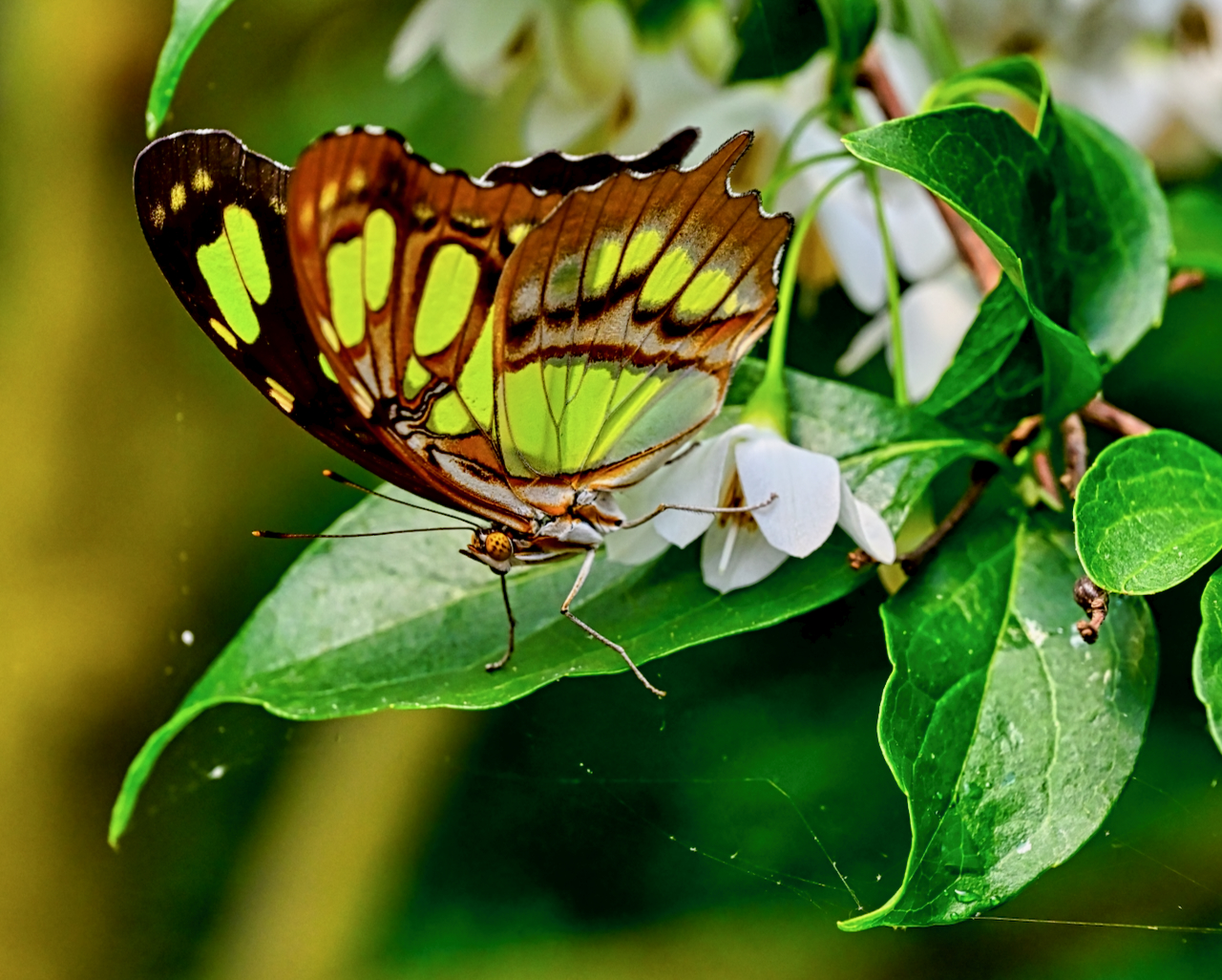 malachite