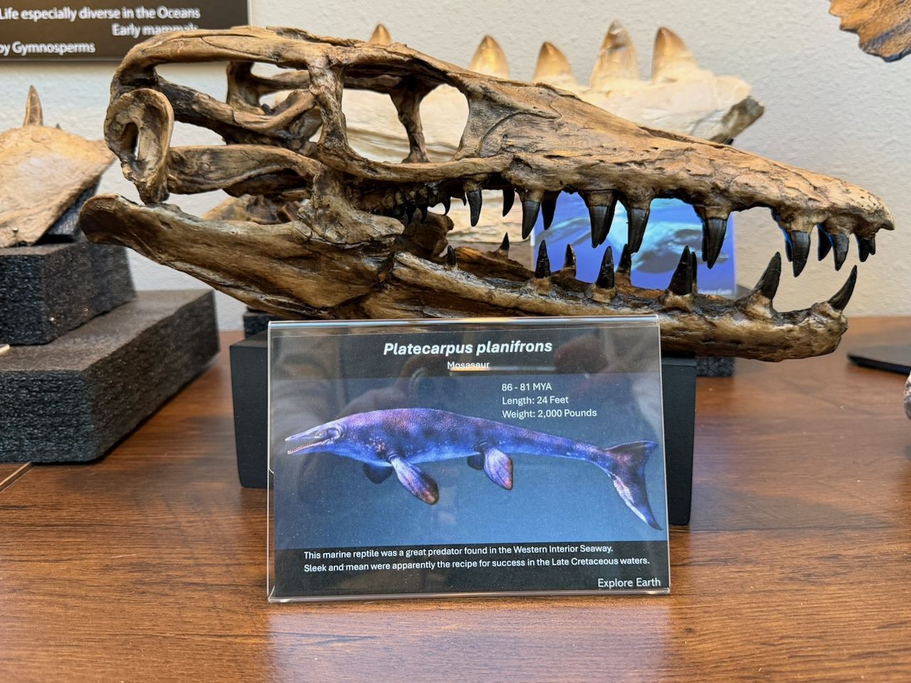 mosasaur