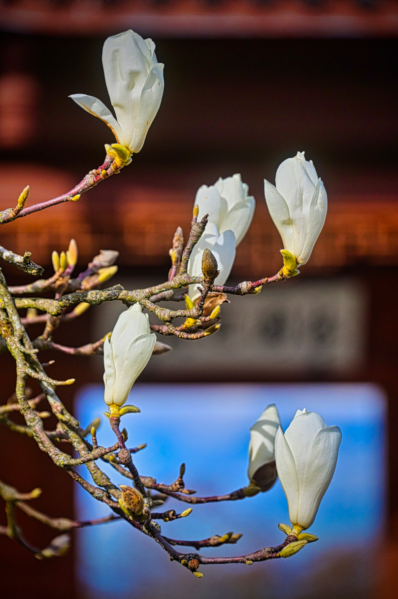 flowering tree