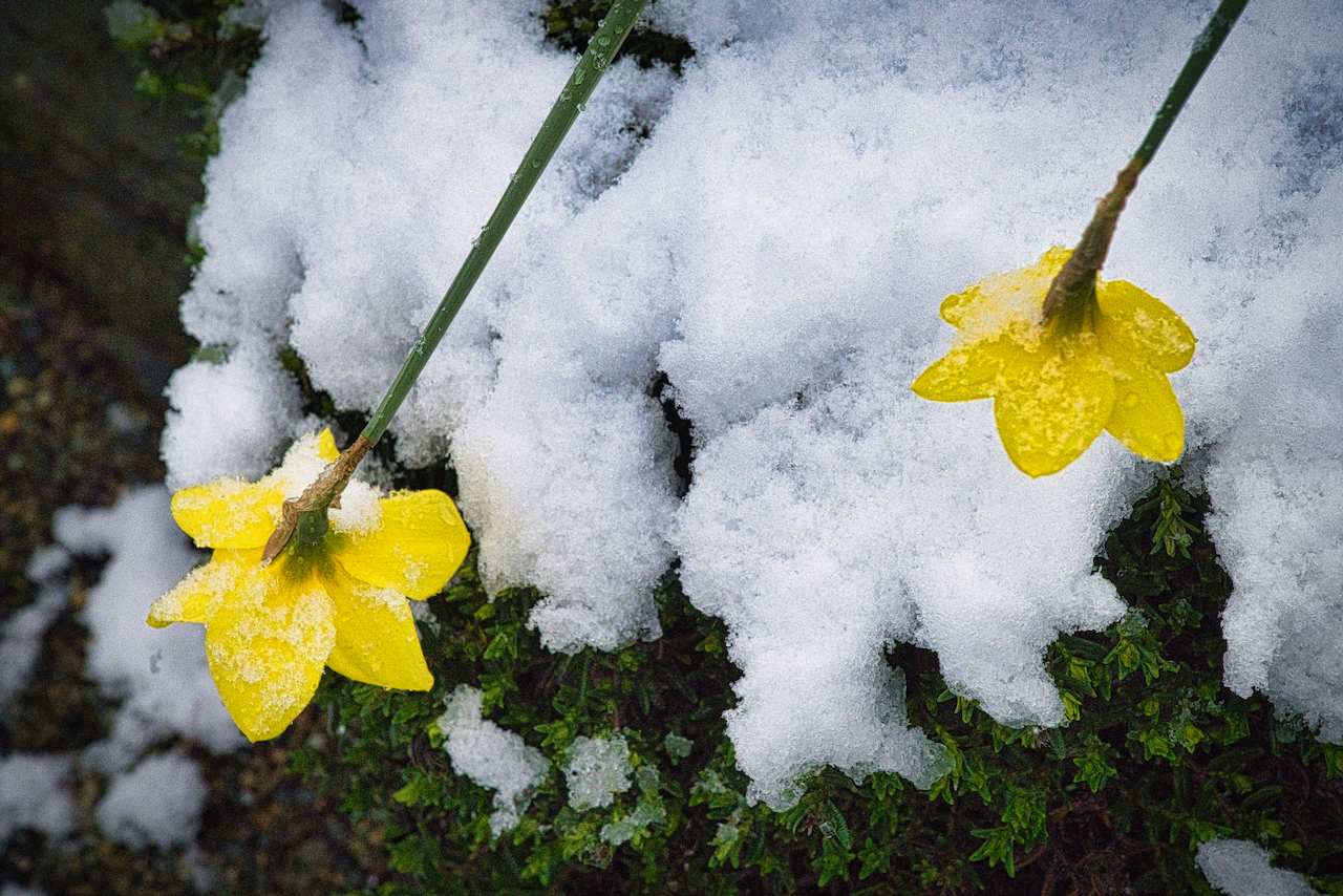 daffs in the snow