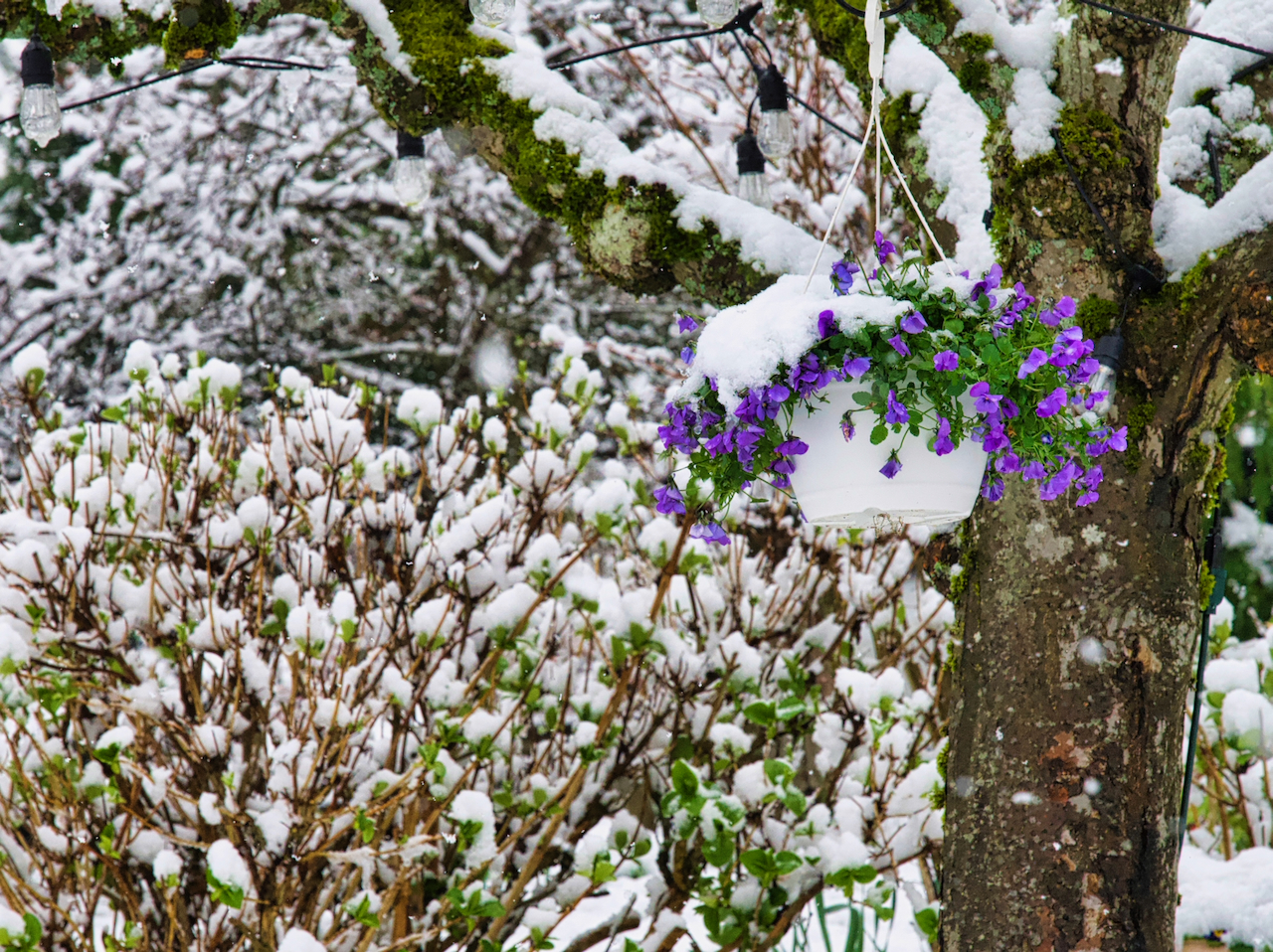 flowers on tree