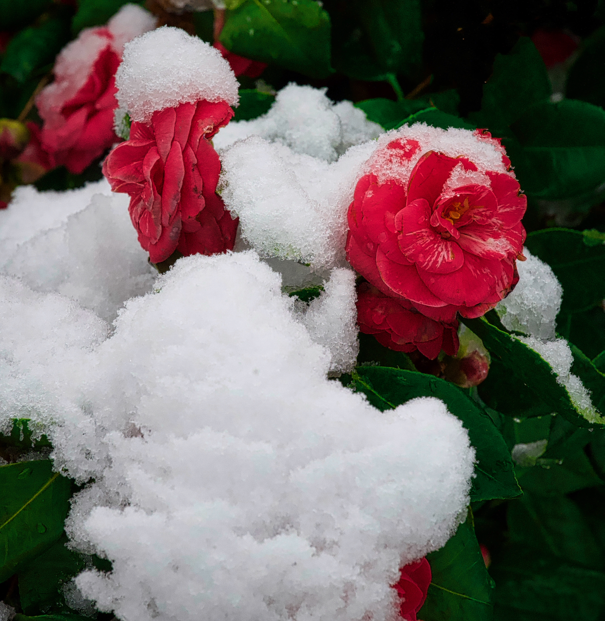 camelias in snow
