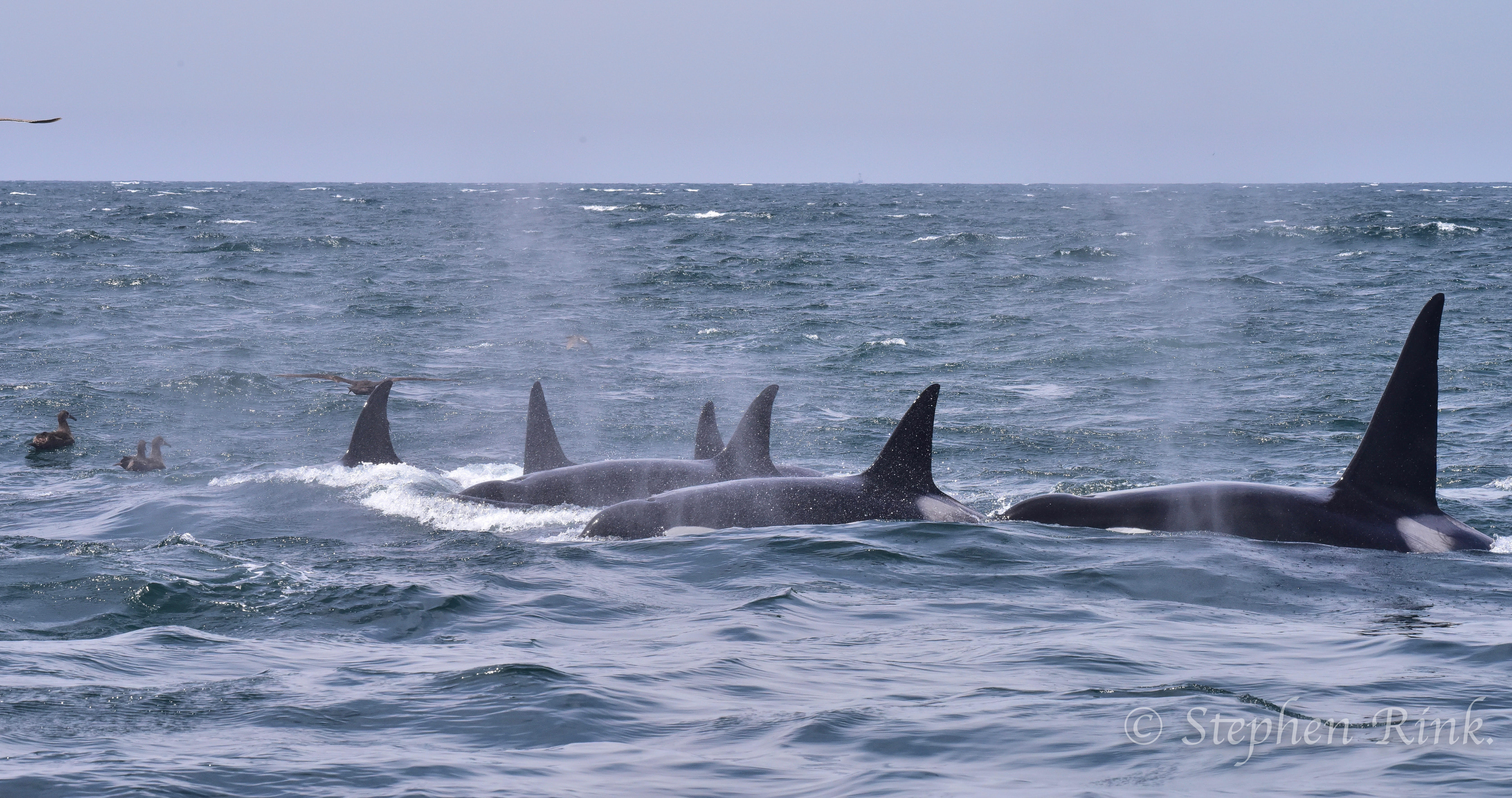 Orcas in Puget Sound 