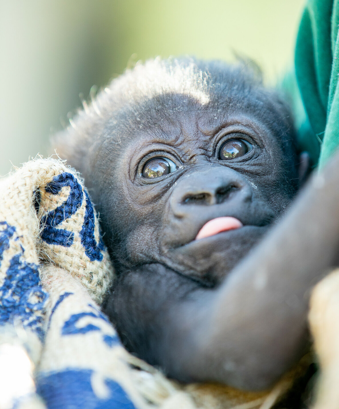 zuna the baby gorilla