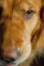 pet-10.jpg