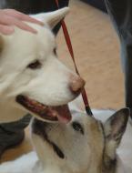 pet4.jpg