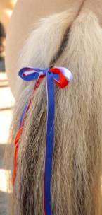 horse ribbon.jpg